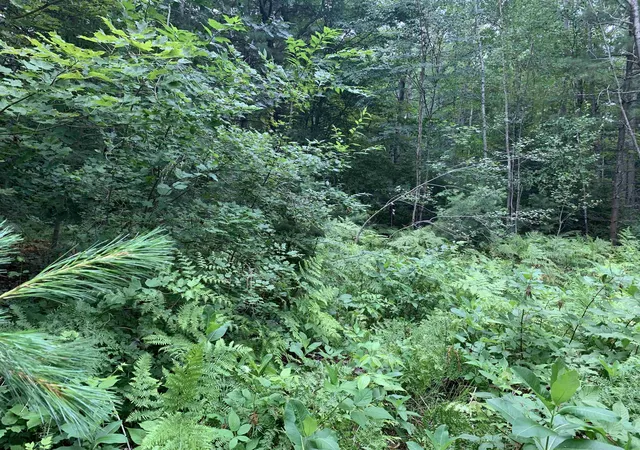 Photo 3 of Land for sale at 00 Bass Ave, Kalkaska, MI 49646 | MLS# 78080071283 | Listing updated on 2026-07-23