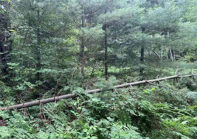 Photo 3 of Land for sale at 00 Bass Ave, Kalkaska, MI 49646 | MLS# 78080071283 | Listing updated on 2026-07-23