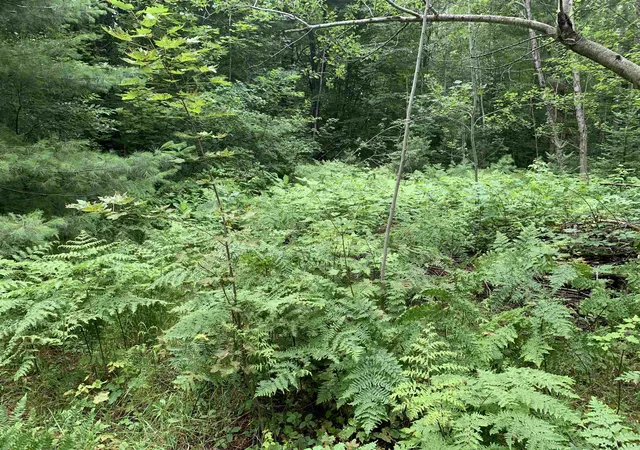 Photo 4 of Land for sale at 00 Bass Ave, Kalkaska, MI 49646 | MLS# 78080071283 | Listing updated on 2026-07-23