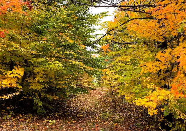 26th image of Lot 308 Goshawk Wy, Bellaire, MI 49615 | MLS# 78080071309