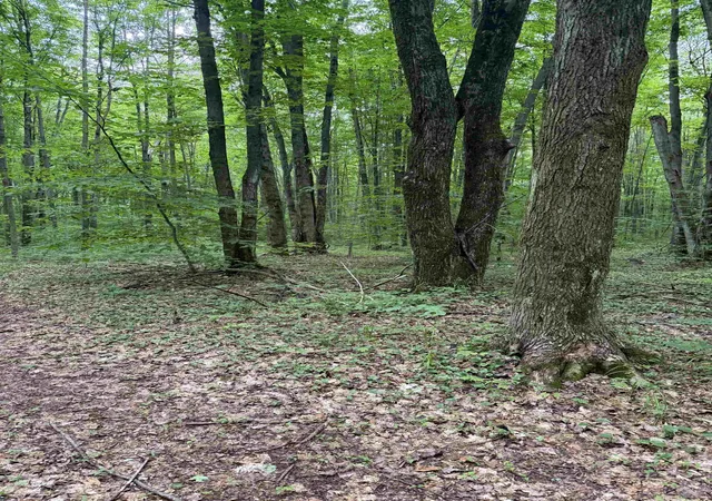 21st image of Parcel B Mancelona Rd, Mancelona Township Antrim, MI 49659 | MLS# 78080071430