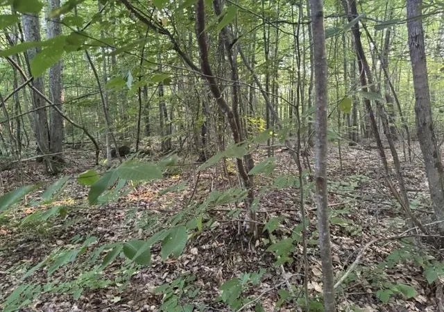 Photo 34 of Land for sale at V/l Phelps Rd, Norwich Township Missaukee, MI 49651 | MLS# 78080071450 | Listing updated on 2026-08-05