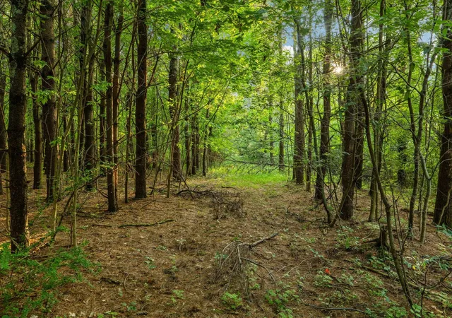 Photo 5 of Land for sale at Parcel N 13 Vincer Way, Northport, MI 49670 | MLS# 78080071621 | Listing updated on 2026-07-31