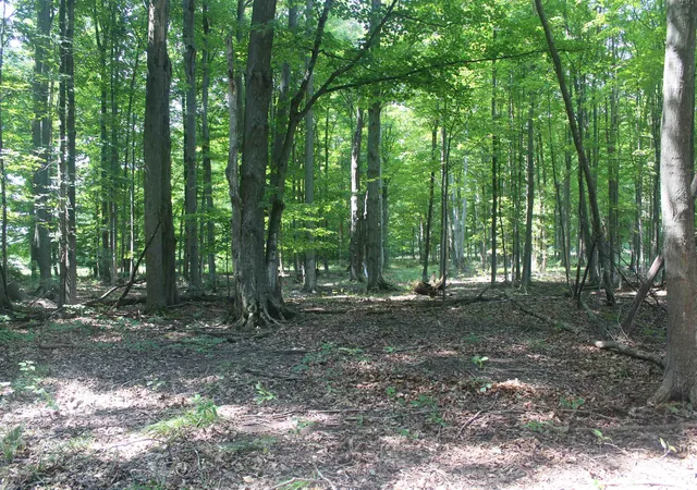 5th image of 0 Barnes Rd, Kewadin, MI 49648 | MLS# 78080071742