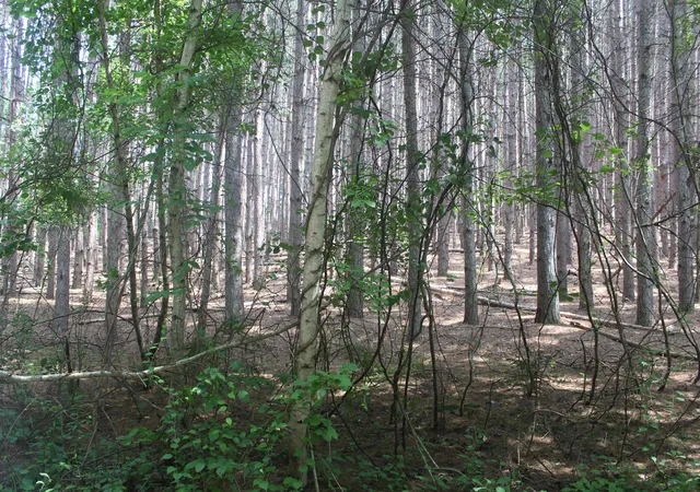 12th image of 0 Whitefish Trl, Kewadin, MI 49648 | MLS# 78080071743