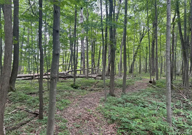 Photo 3 of Land for sale at 4502 Cemetery Rd, Kingston, MI 48741 | MLS# 20261061418 | Listing updated on 2026-08-05