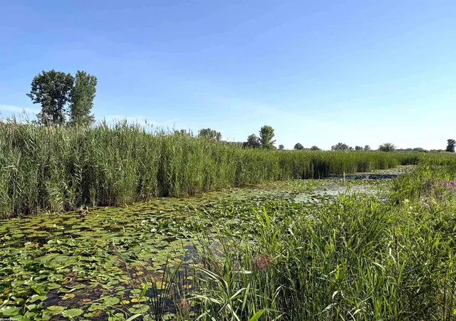 4th image of 2483 Roy Dr, Harsens Island, MI 48028 | MLS# 58050217520