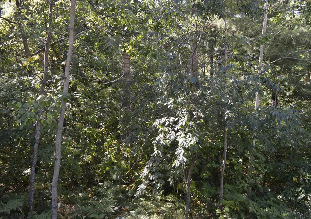 4th image of 2191 Driftwood Ln, Kalkaska, MI 49646 | MLS# 78080072475