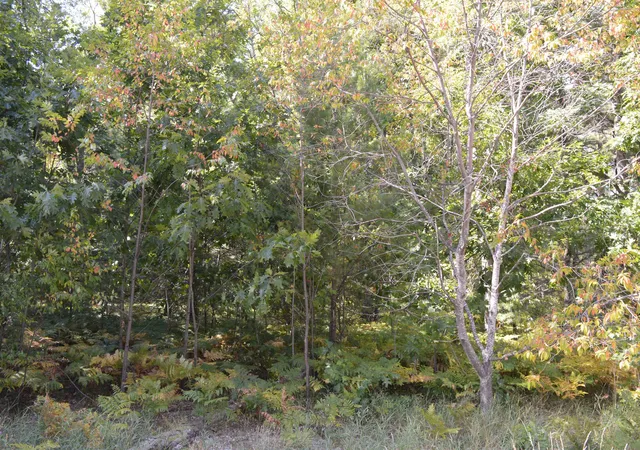 3rd image of 2080 Driftwood Ln, Kalkaska, MI 49646 | MLS# 78080072479