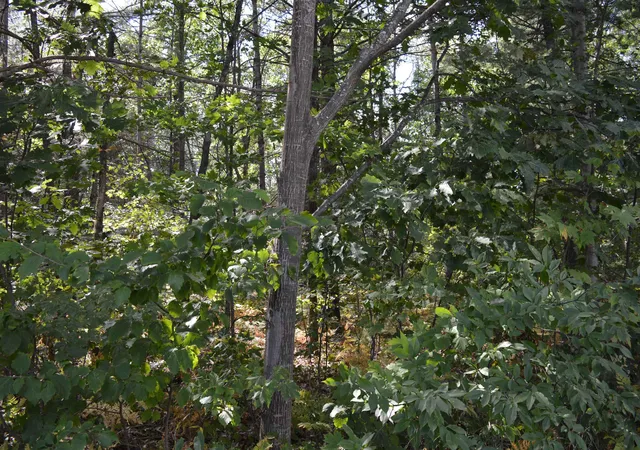 5th image of 2080 Driftwood Ln, Kalkaska, MI 49646 | MLS# 78080072479