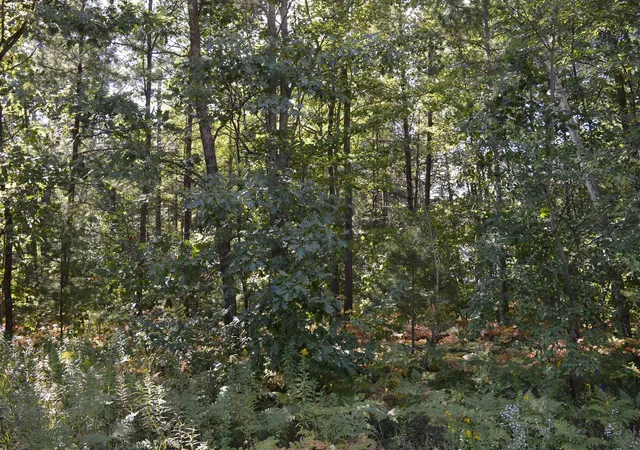 5th image of 2060 Driftwood Ln, Kalkaska, MI 49646 | MLS# 78080072477