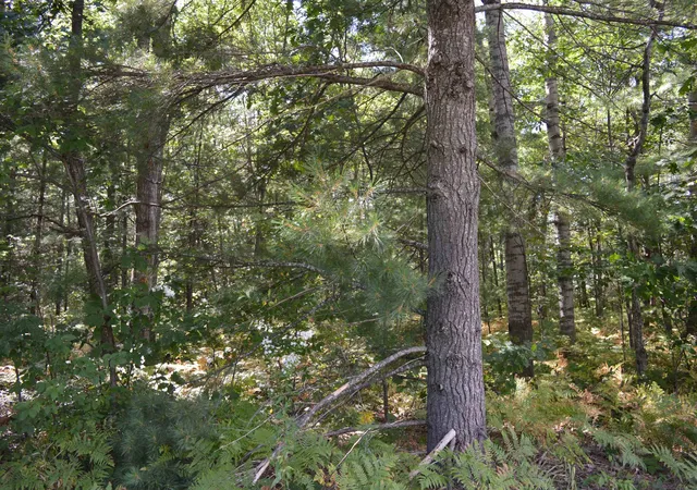4th image of 2040 Driftwood Ln, Kalkaska, MI 49646 | MLS# 78080072478