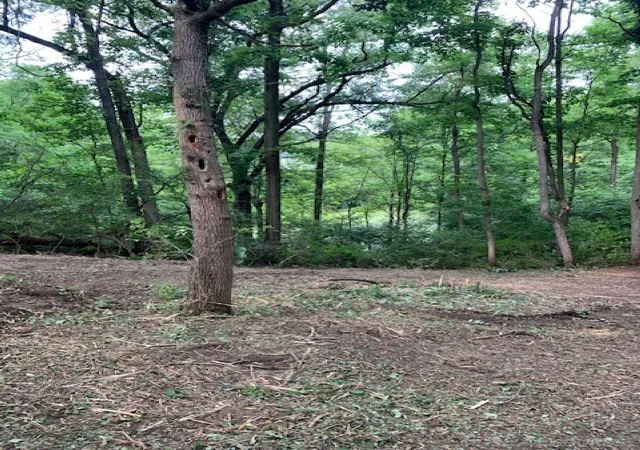 Photo 2 of Land for sale at 4740 Pinckney Rd, Howell, MI 48843 | MLS# 58050218945 | Listing updated on 2026-08-18