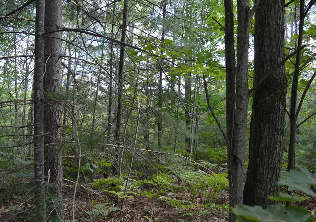 5th image of 8430 Ne Grass Lake Rd, Excelsior Township Kalkaska, MI 49646 | MLS# 78080072502