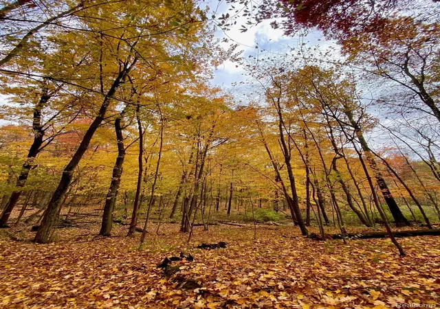 Photo 3 of Land for sale at 5555 Mast Rd, Webster Township Washtenaw, MI 48130 | MLS# 20261068934 | Listing updated on 2026-09-22
