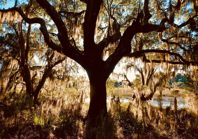 24th image of 6079 Josie Ridge Rd, Wadmalaw Island, SC 29487 | MLS# 26011568