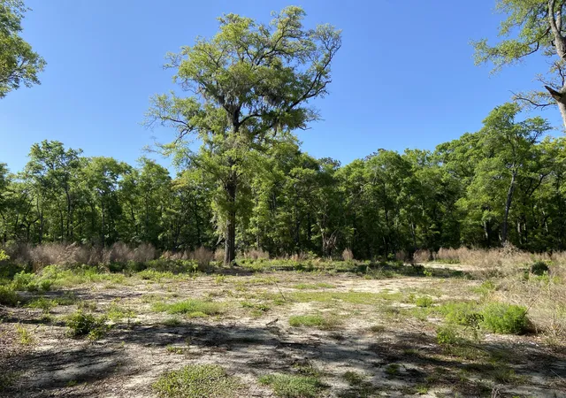 3rd image of 6079 Josie Ridge Rd, Wadmalaw Island, SC 29487 | MLS# 26011568