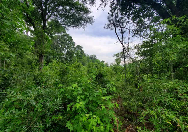 Photo 3 of Land for sale at 0 Second Texas Rd, Saint George, SC 29477 | MLS# 22015768 | Listing updated on 2026-09-07