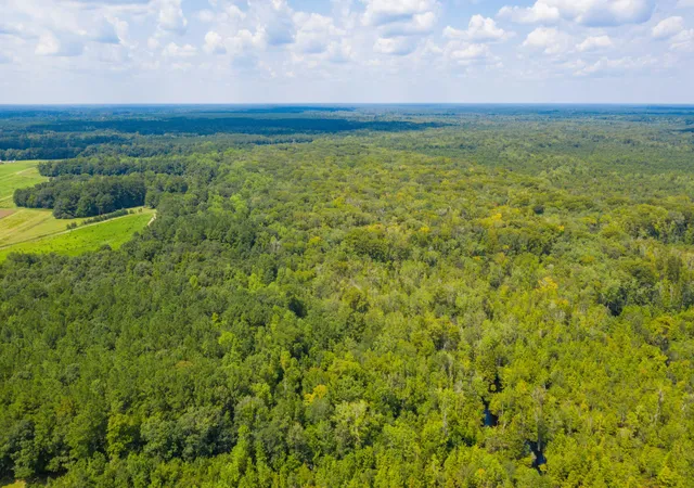 Photo 5 of Land for sale at 0 Adnah Church Rd, Islandton, SC 29929 | MLS# 24020680 | Listing updated on 2026-08-08