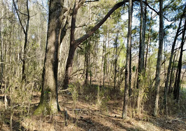 Photo 3 of Land for sale at 1 Westbury Rd, Saint George, SC 29477 | MLS# 26008043 | Listing updated on 2026-06-23
