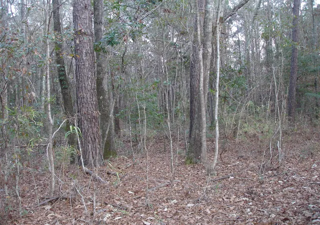Photo 2 of Land for sale at 5563 Mauss Hl Rd, Adams Run, SC 29426 | MLS# 21002172 | Listing updated on 2024-08-22