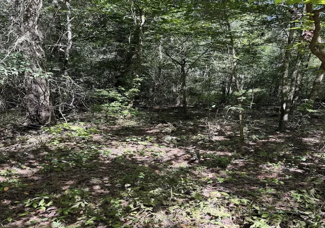 Photo 3 of Land for sale at 1 Parkers Fry Rd, Adams Run, SC 29426 | MLS# 26021129 | Listing updated on 2026-09-14