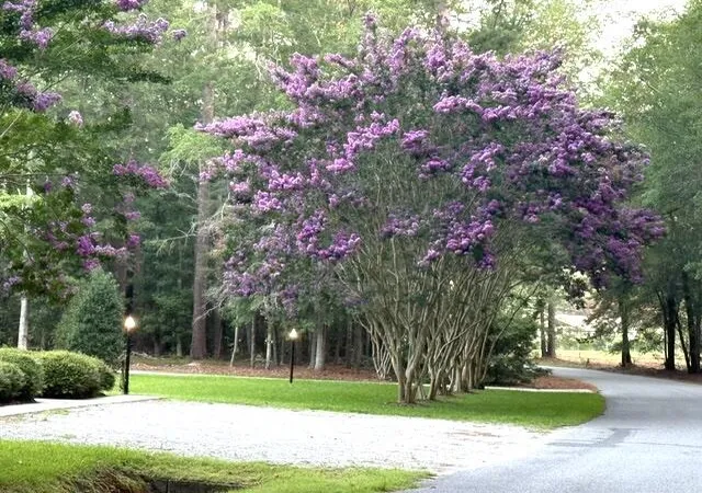 5th image of 255 Longleaf Dr, Walterboro, SC 29488 | MLS# 26020891