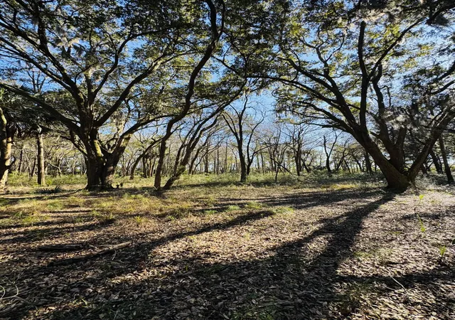 Photo 1 of Land for sale at 00 Rosa Scott Rd, Edisto Island, SC 29438 | MLS# 26005932 | Listing updated on 2026-08-04