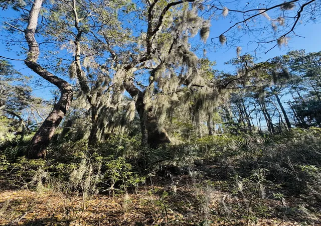 Photo 4 of Land for sale at 00 Rosa Scott Rd, Edisto Island, SC 29438 | MLS# 26005932 | Listing updated on 2026-08-04
