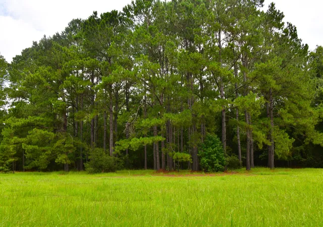 Photo 1 of Land for sale at 0 Palmetto Ave, Saint Stephen, SC 29479 | MLS# 26022209 | Listing updated on 2026-09-29