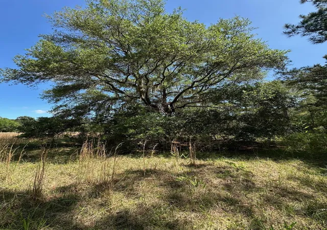 Photo 4 of Land for sale at 8441 Willtown Rd, Hollywood, SC 29449 | MLS# 25012047 | Listing updated on 2025-12-01