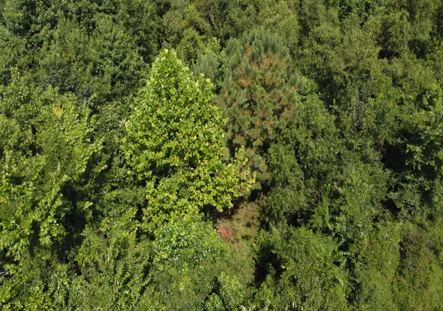 Photo 3 of Land for sale at 0 Rudd Rd, Ridgeville, SC 29472 | MLS# 25020061 | Listing updated on 2026-07-07