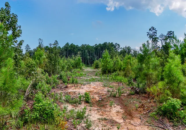 Photo 3 of Land for sale at 0 County Road S-18-57, Summerville, SC 29483 | MLS# 26024002 | Listing updated on 2026-08-25