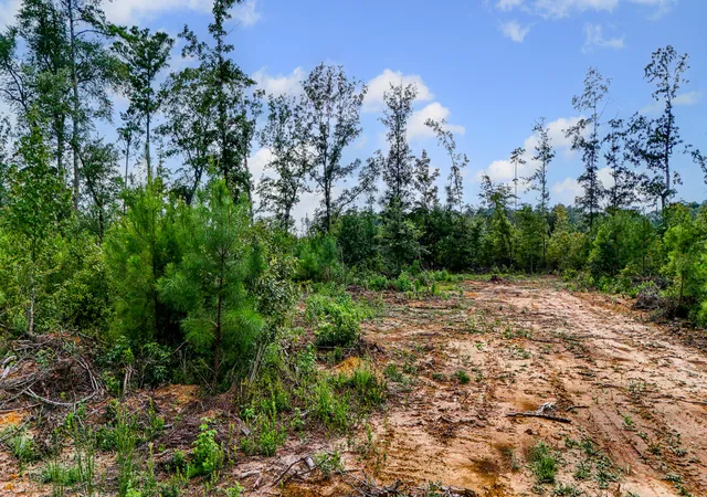 Photo 4 of Land for sale at 0 County Road S-18-57, Summerville, SC 29483 | MLS# 26024002 | Listing updated on 2026-08-25