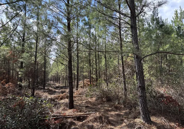 Homes for sale in Cottageville, SC | 11 Red Oak Rd, Cottageville, SC 29435 | MLS# 26008840
