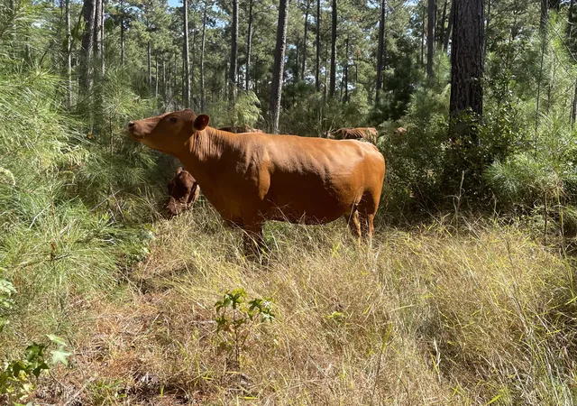 Photo 2 of Land for sale at 1647 Smoak Rd, Walterboro, SC 29488 | MLS# 26024327 | Listing updated on 2026-09-12