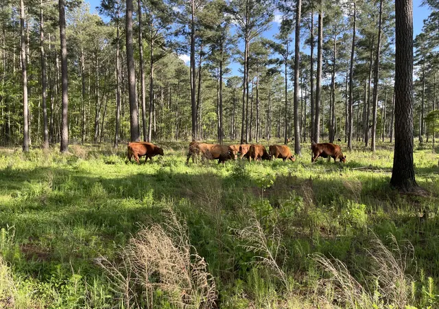 Photo 3 of Land for sale at 1647 Smoak Rd, Walterboro, SC 29488 | MLS# 26024327 | Listing updated on 2026-09-12