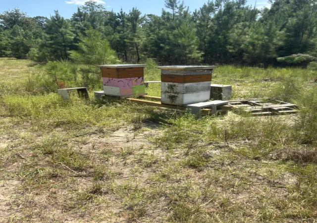 Photo 4 of Land for sale at 1647 Smoak Rd, Walterboro, SC 29488 | MLS# 26024327 | Listing updated on 2026-09-12