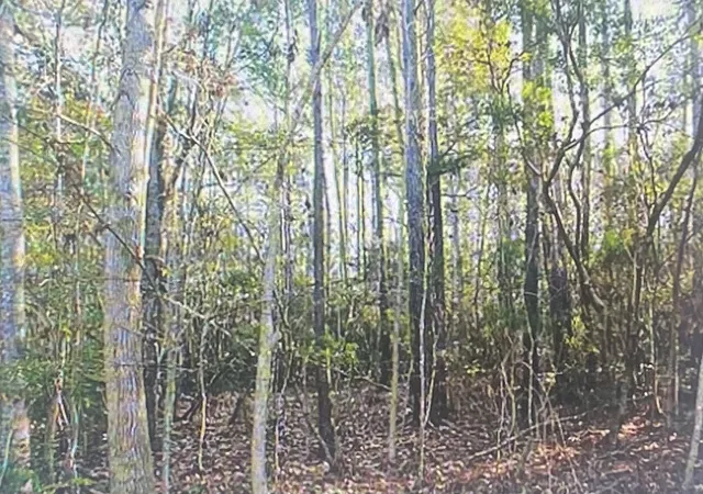 Photo 3 of Land for sale at 00 James Weston Dr, Awendaw, SC 29429 | MLS# 24006191 | Listing updated on 2026-06-16
