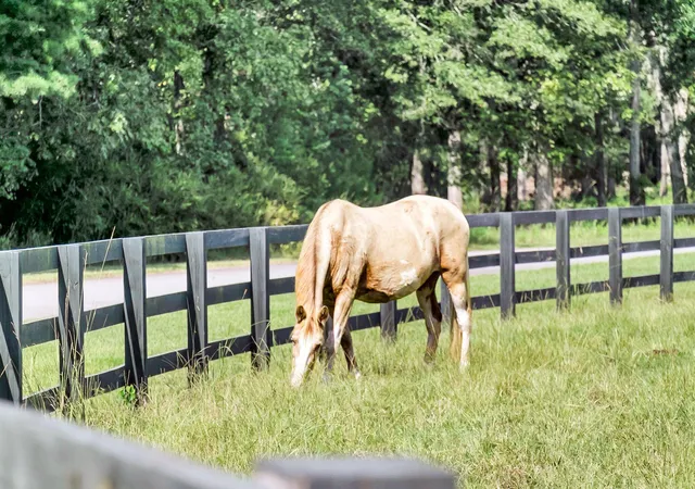 Photo 4 of Land for sale at 15 Bradley Pasture Way, Ravenel, SC 29470 | MLS# 26023016 | Listing updated on 2026-09-18