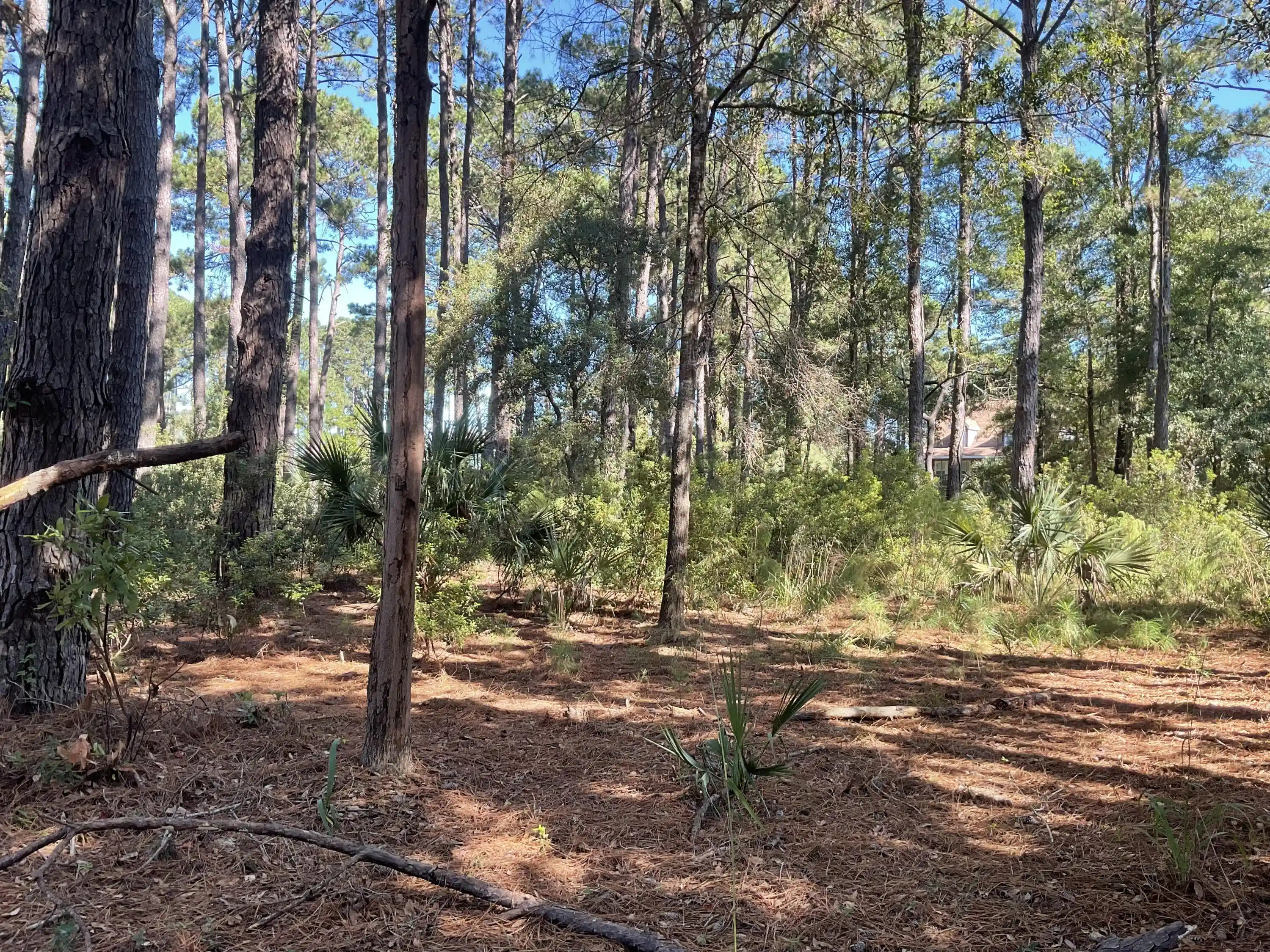 Photo 1 of Land for sale at 8366 Palmetto Rd, Edisto Island, SC 29438 | MLS# 26028424 | Listing updated on 2026-10-15