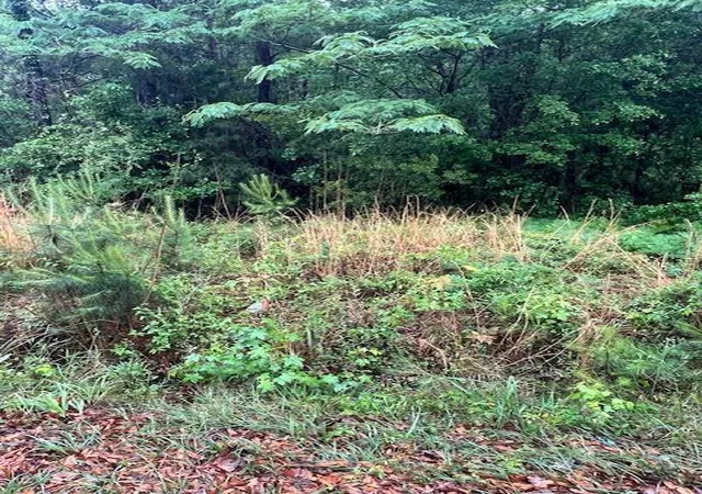 Photo 3 of Land for sale at 444 Mercantile Rd, Mc Clellanville, SC 29458 | MLS# 26012720 | Listing updated on 2026-07-03