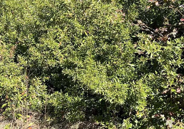 Photo 1 of Land for sale at 0 Ardwick Rd, Johns Island, SC 29455 | MLS# 24029950 | Listing updated on 2024-12-03