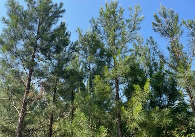 Photo 3 of Land for sale at 0 Old River Rd, Elloree, SC 29047 | MLS# 26023839 | Listing updated on 2026-08-21