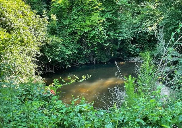 Photo 5 of Land for sale at 0 Old River Rd, Elloree, SC 29047 | MLS# 26023839 | Listing updated on 2026-08-21