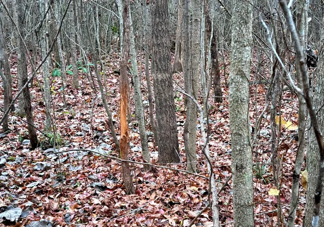 Photo 4 of Land for sale at 1215 Sandy Run Cir, Summerville, SC 29486 | MLS# 25032734 | Listing updated on 2025-12-18
