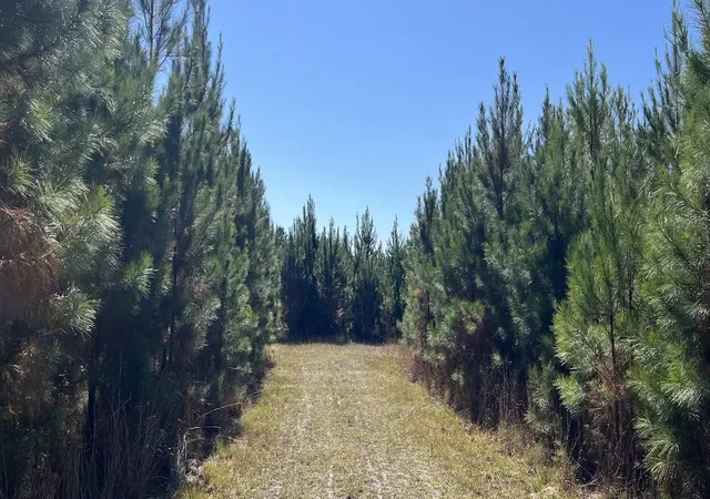 Photo 3 of Land for sale at O Acorn Rd, Walterboro, SC 29488 | MLS# 24011135 | Listing updated on 2025-12-31