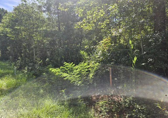 2nd image of 0 Porcher School Rd, Awendaw, SC 29429 | MLS# 26022300