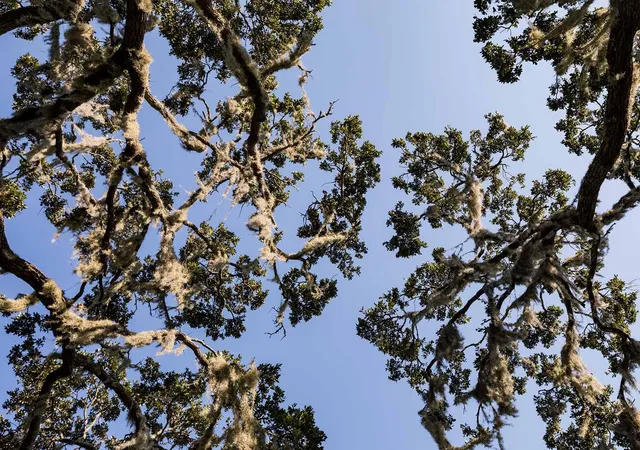 Photo 2 of Land for sale at 1145 Sound Dr, Johns Island, SC 29455 | MLS# 26019233 | Listing updated on 2026-09-14