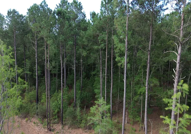 17th image of 2 Trojan Road, Cross, SC 29436 | MLS# 26012073